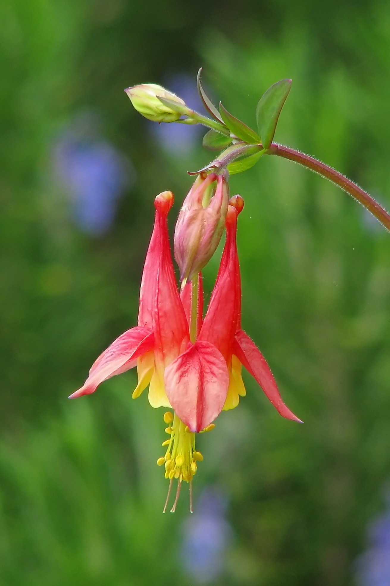 Canadisk akeleje, Aquilegia canadensis. Foto: Flickr/Vicki Deloach