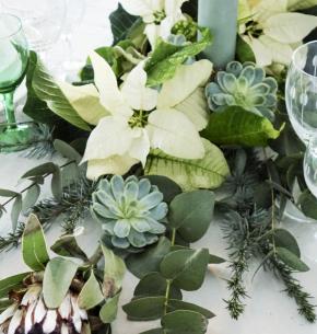 Julestjerne. Foto: Dorthe Kvist.