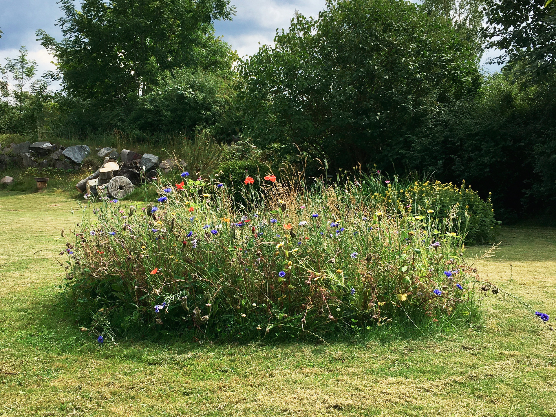 Cirkelformet lille eng i græsplæne. Foto: Sisse Veje