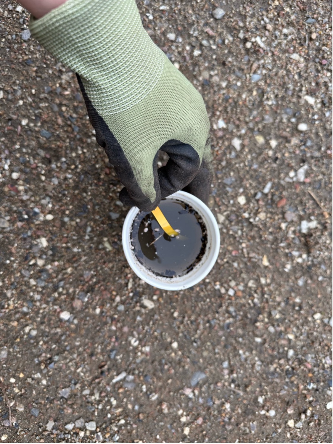 3. Dyp en strimmel pH-indikatorpapir kortvarigt i blandingen. Foto: Haveselskabet