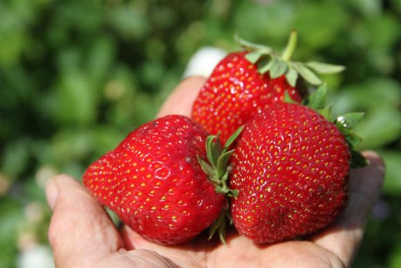 Lækre solmodne jordbær. Foto: Karna Maj