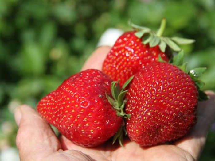 Lækre solmodne jordbær. Foto: Karna Maj