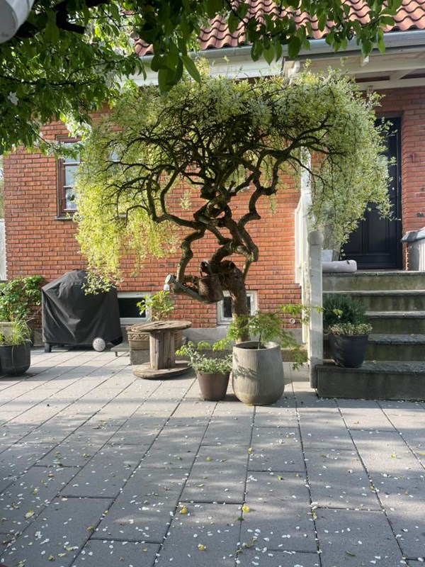 Foto: Madeleine Lindgreen Feldthusen