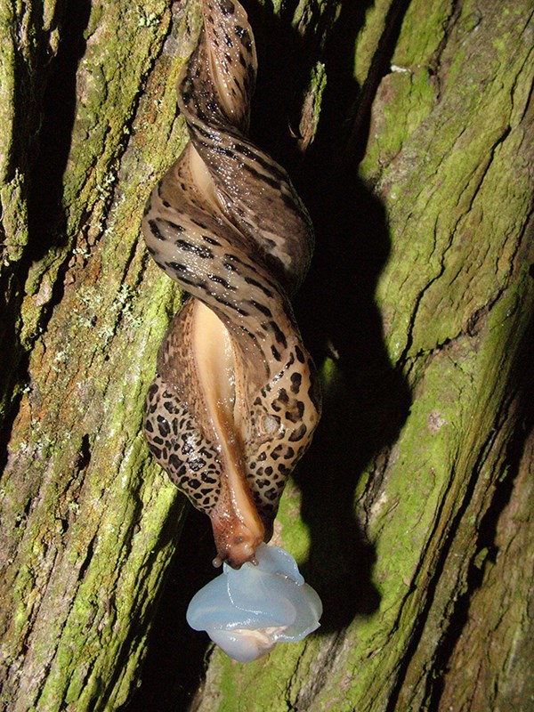 Plettet Gråsnegl Limax maximus parring Foto: Wikimedia T.Hiddessen
