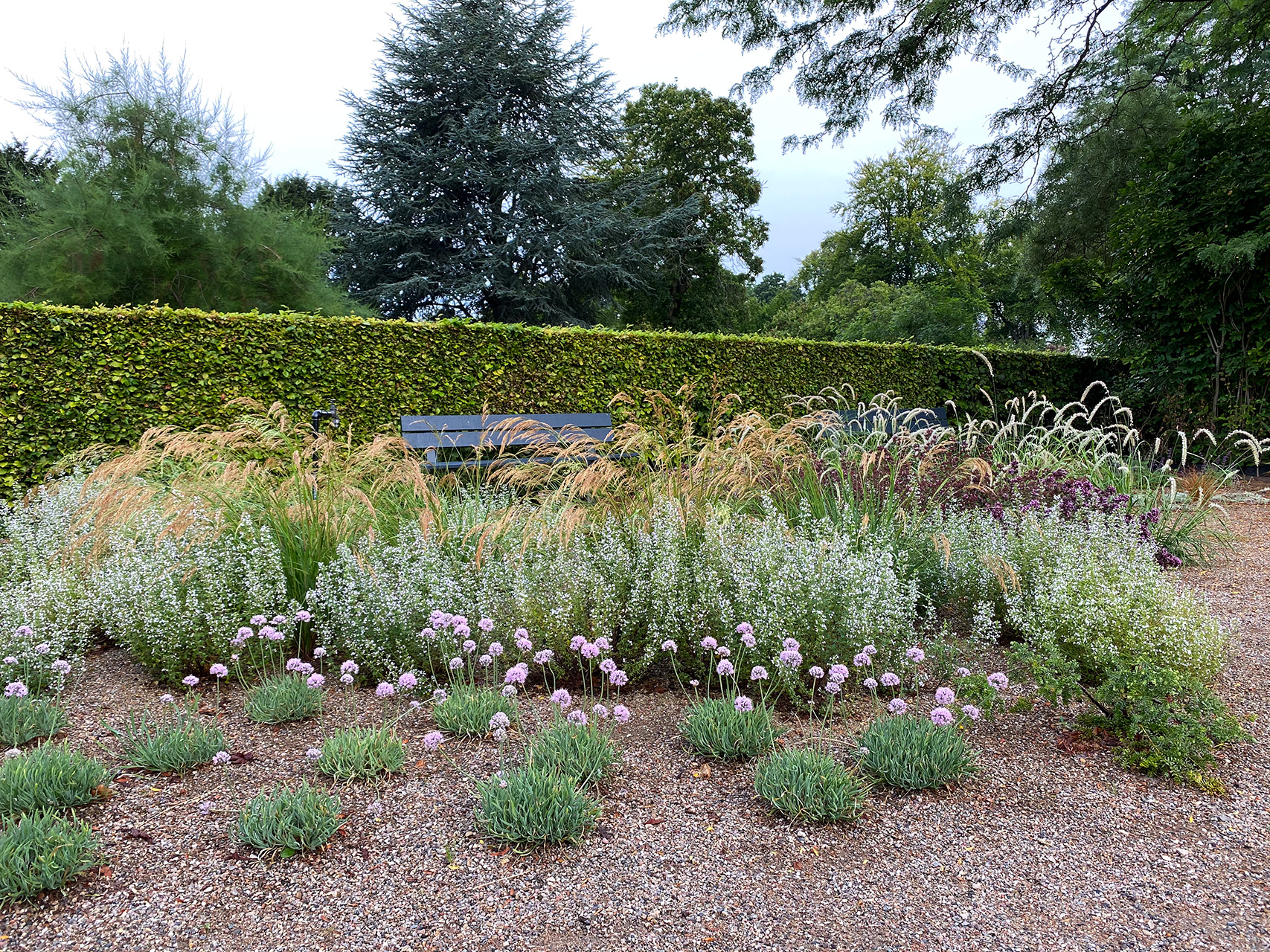 Kantet løg, Allium senescens 'Glauca', hedebjergmynte, Calamintha nepeta, og sølvaksgræs, Achnatherum calamagrostis 'Lemberg', i grushaven i Haveselskabets Have. Foto: Haveselskabet