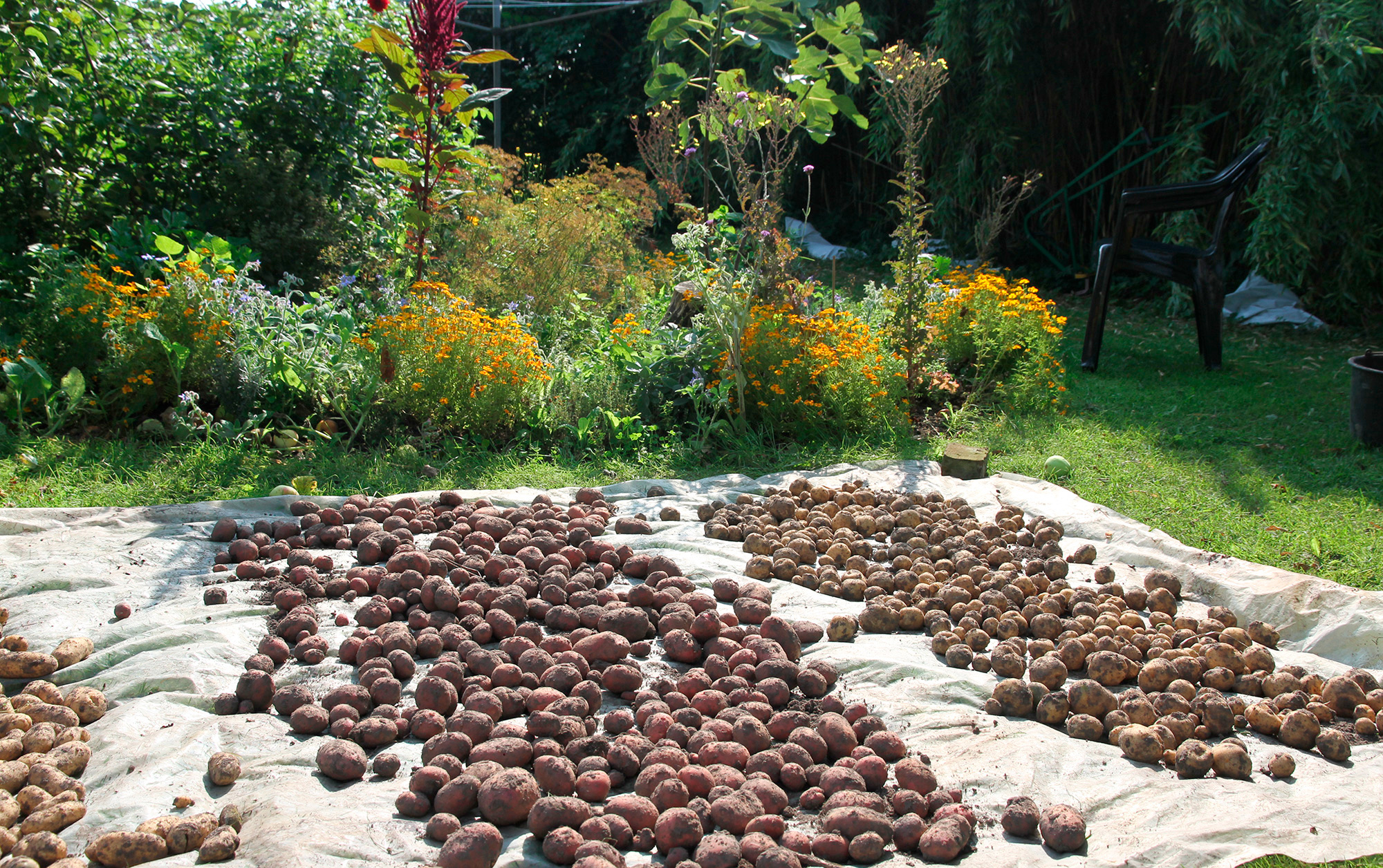 Kartofler lagt til tørring. Foto: Karna Maj