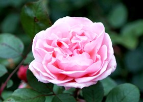 Rose Brother Cadfael