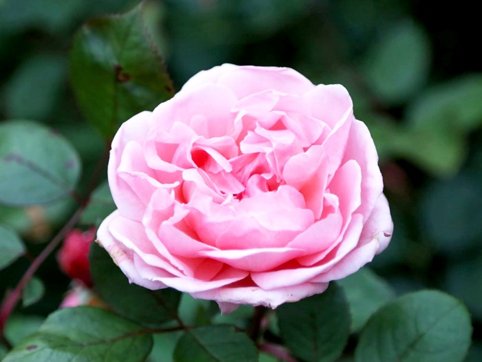 Rose Brother Cadfael