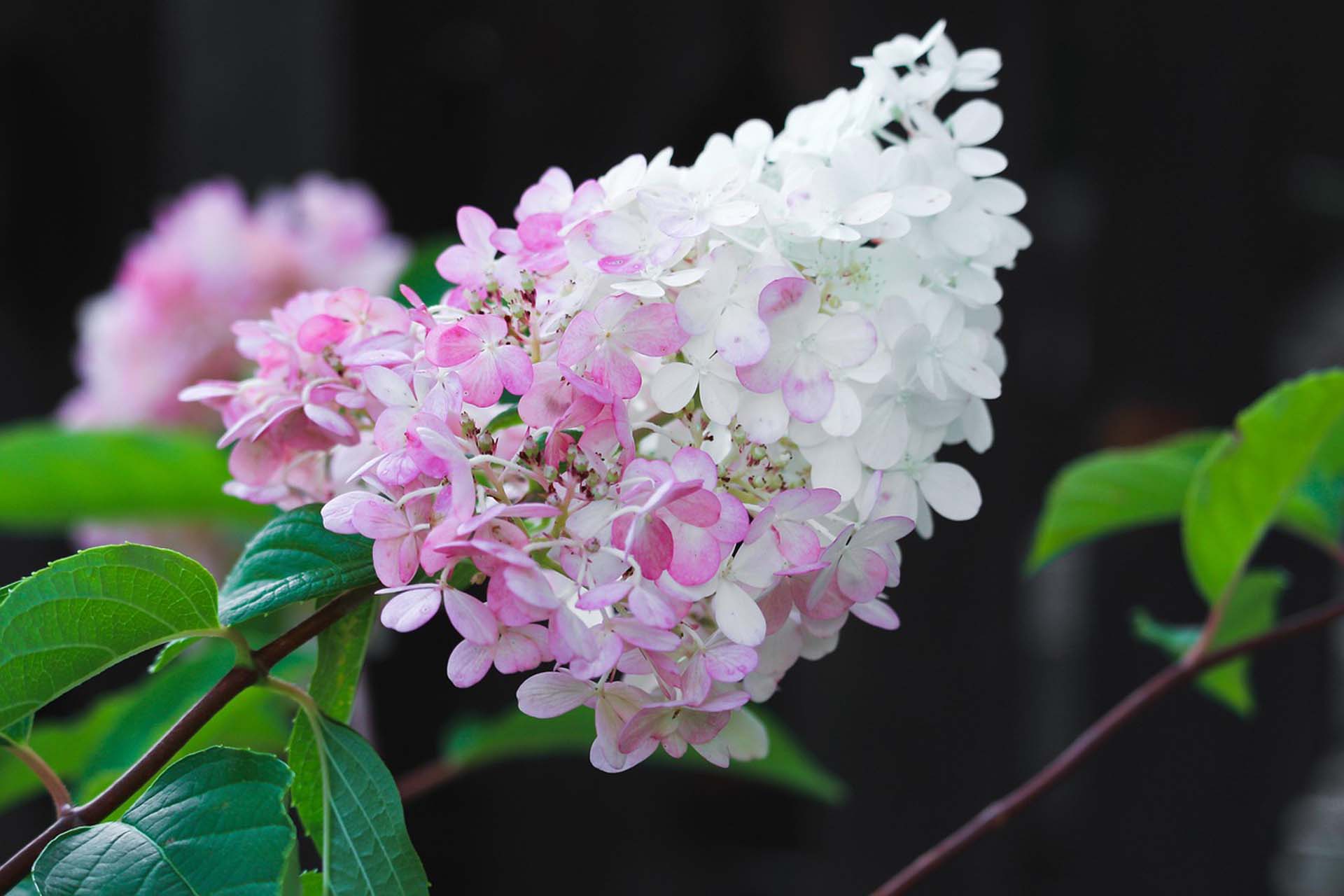 Havehortensia, Hydrangea paniculata. Foto: Pixabay