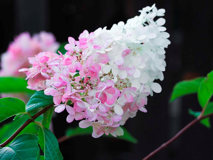 Havehortensia, Hydrangea paniculata. Foto: Pixabay