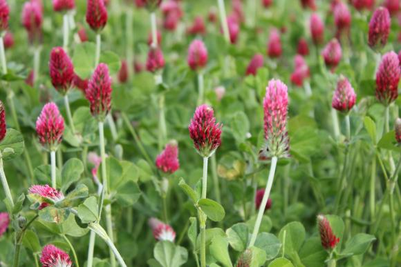 Blodkløver, Trifolium incarnatum, er en velegnet grøngødningsplante. Foto: Mia Stockholm