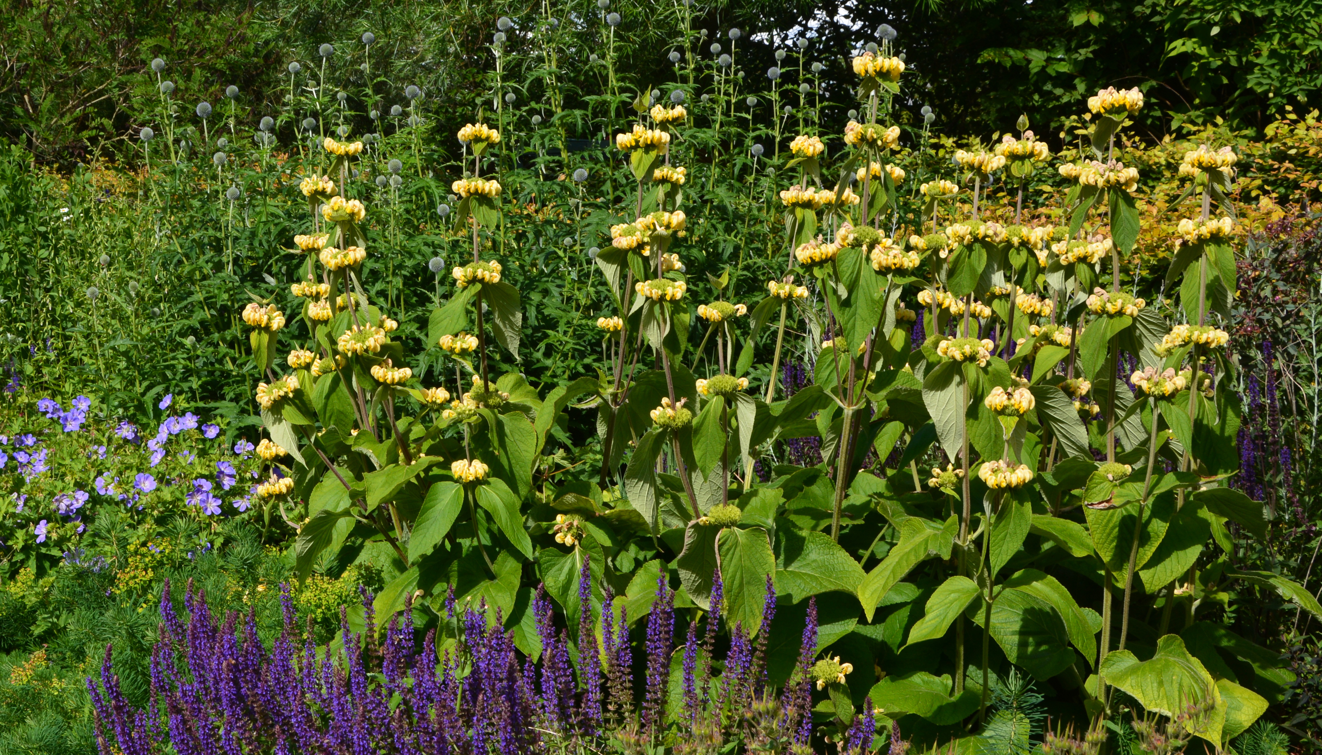 Løvehale, Phlomis russeliana. Foto: Haveselskabet
