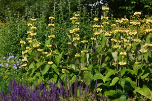 Løvehale, Phlomis russeliana. Foto: Haveselskabet