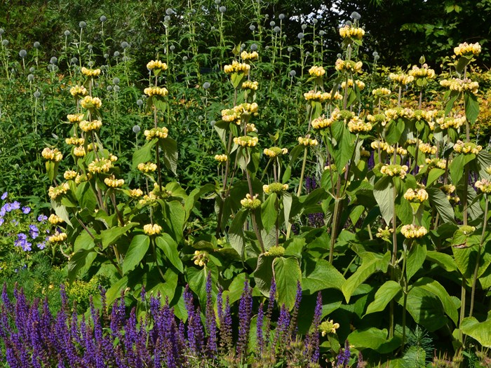 Løvehale, Phlomis russeliana. Foto: Haveselskabet