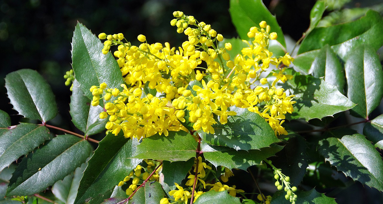 Almindelig mahonie, Mahonia aquifolium. Foto: Pixabay