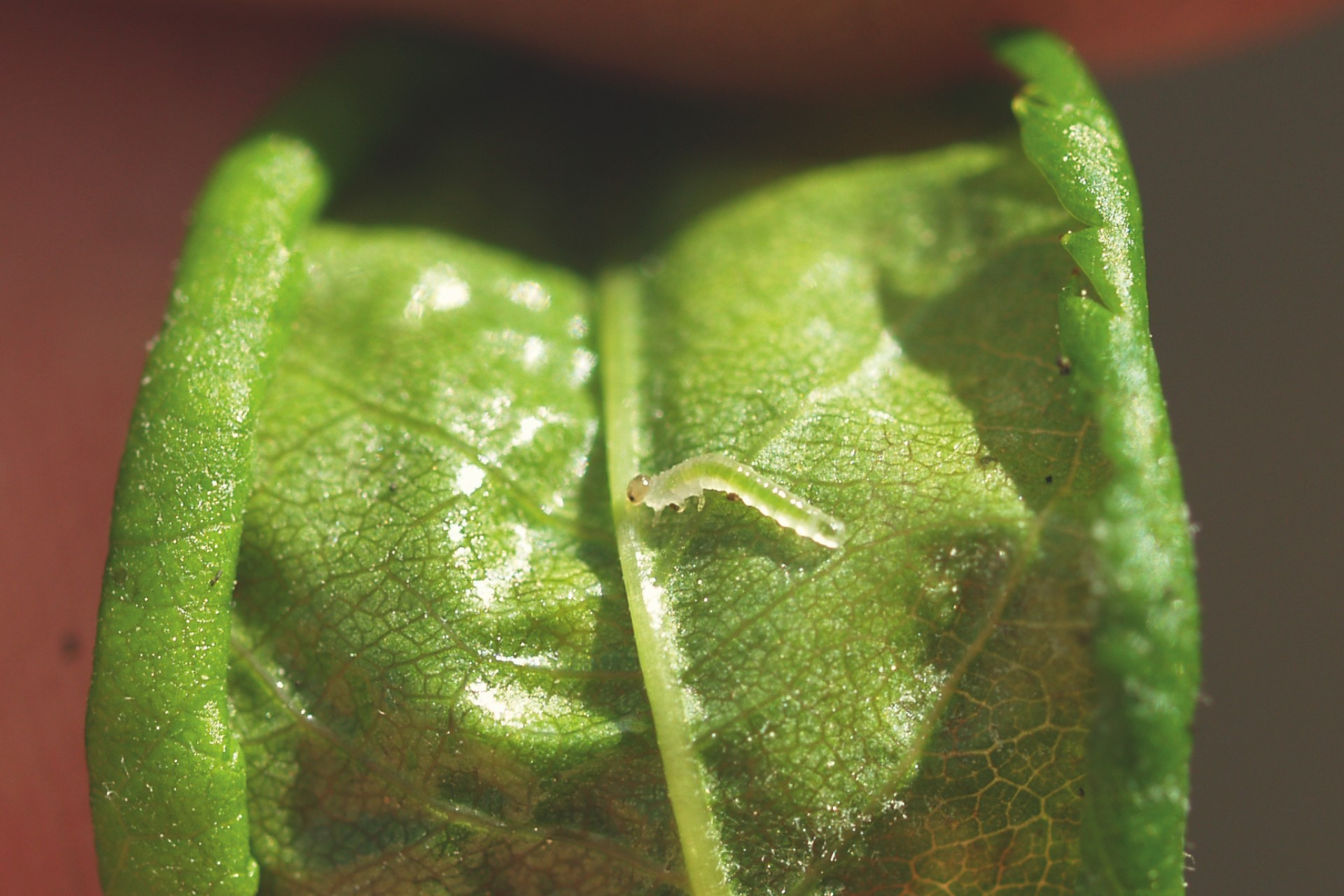 Larven af lille rosenbladhveps ruller rosenbladene sammen. Foto: Magnus Gammelgaard