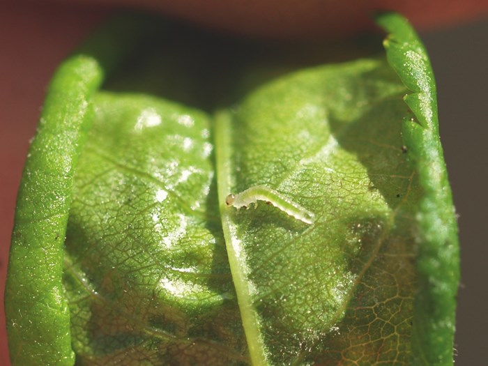 Larven af lille rosenbladhveps ruller rosenbladene sammen. Foto: Magnus Gammelgaard