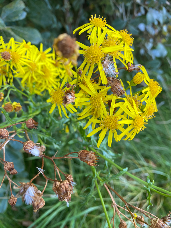 Frøstand fra engbrandbæger. Foto: Haveselskabet