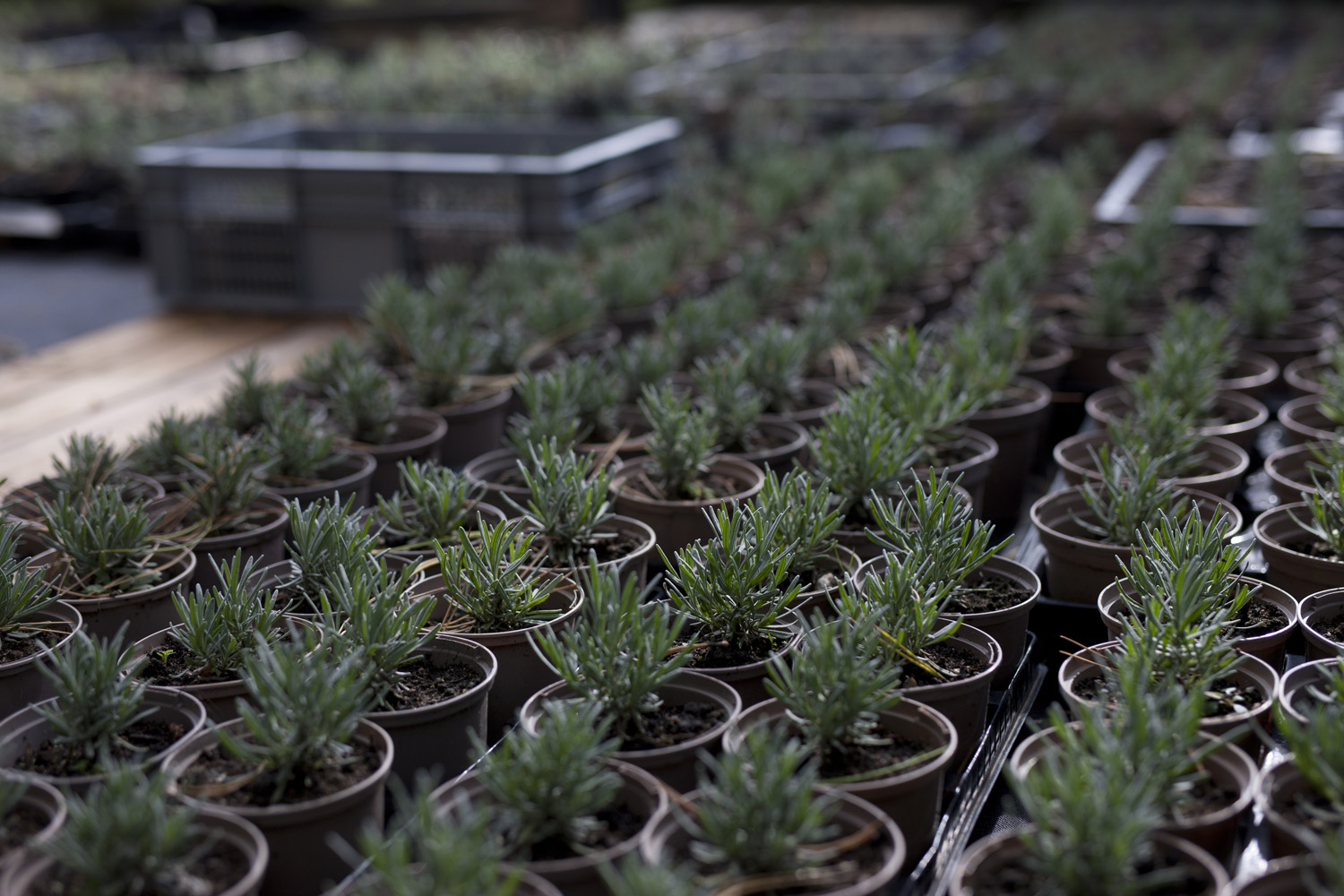 Lavendelstiklinger. Foto: Esther Geneser