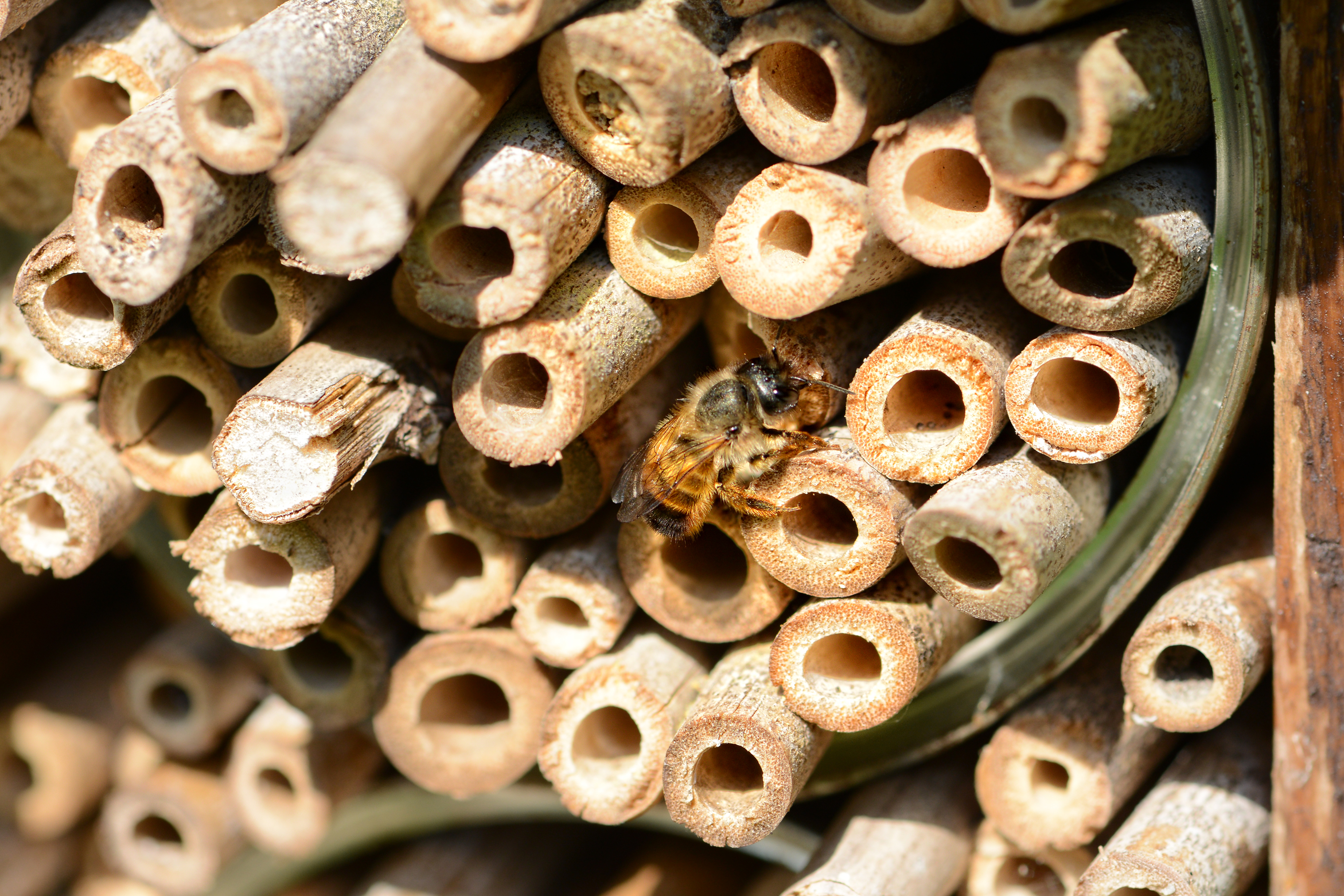Insekthotel af bambuspinde. Foto: iStock