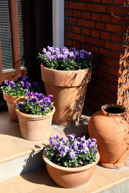 Hornvioler i krukke. Foto: Jeanette Roust Thysen