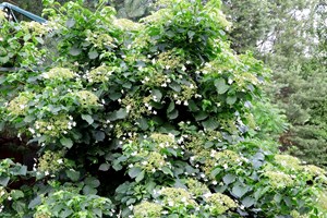 Klatrehortensia, Hydrangea anomala subsp. petiolaris. Foto: iStock