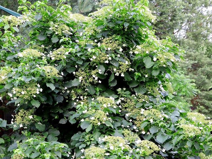 Klatrehortensia, Hydrangea anomala subsp. petiolaris. Foto: iStock