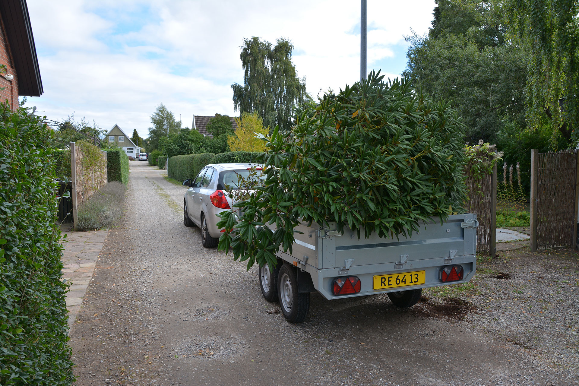 Flytning af en stor rododendron. Foto: Haveselskabet
