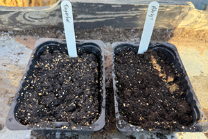 Fingerbøl og akeleje er sået og klar til drivhus eller mistbænk. Foto: Haveselskabet