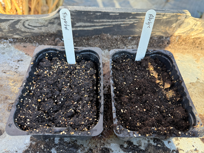 Fingerbøl og akeleje er sået og klar til drivhus eller mistbænk. Foto: Haveselskabet