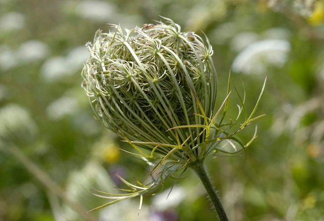 Frøstande hos vild gulerod. Foto: Wikimedia/Peter Ruckstuhl