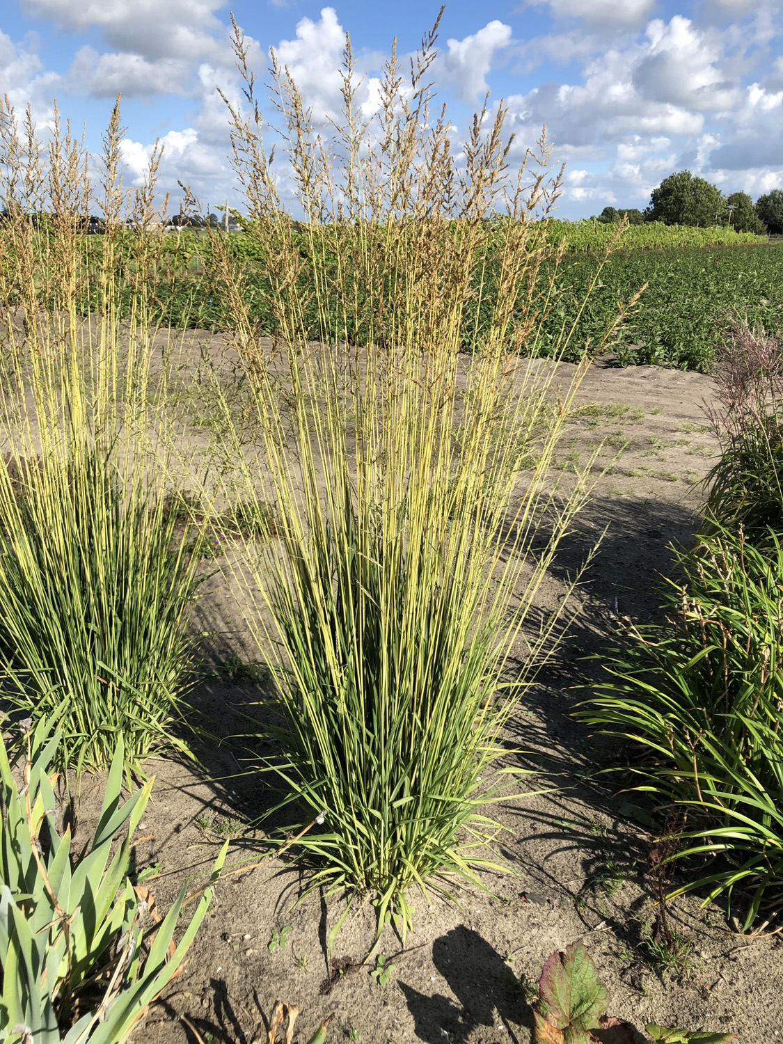 Stor pibegræs, Molinia arundinacea Norðic 'Tiki Lights'. Foto: Staudegaarden