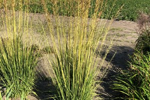 Stor pibegræs, Molinia arundinacea Norðic 'Tiki Lights'. Foto: Staudegaarden