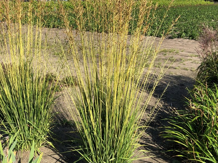 Stor pibegræs, Molinia arundinacea Norðic 'Tiki Lights'. Foto: Staudegaarden