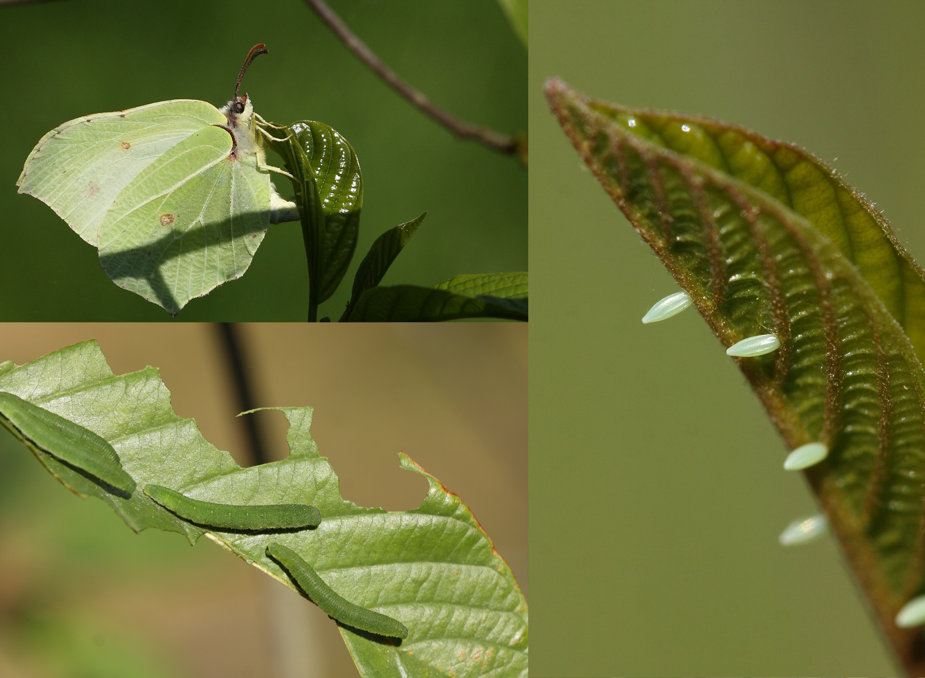 Citronsommerfugl, Gonepteryx rhamni. Her ses den voksne sommerfugl, dens æg og dens larver på planten almindelig tørst. Citronsommerfuglen vil kun lægge æg på tørst eller vrietorn. Fotos: Flickr/Dean Morley
