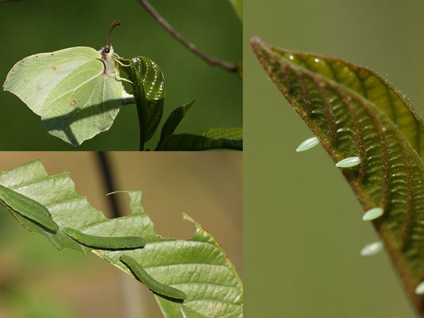 Citronsommerfugl, Gonepteryx rhamni. Her ses den voksne sommerfugl, dens æg og dens larver på planten almindelig tørst. Citronsommerfuglen vil kun lægge æg på tørst eller vrietorn. Fotos: Flickr/Dean Morley