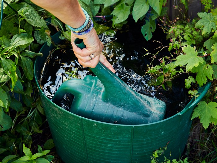 Opsamle dit regnvand og brug det til at vande med. Foto: Thomas Evaldsen