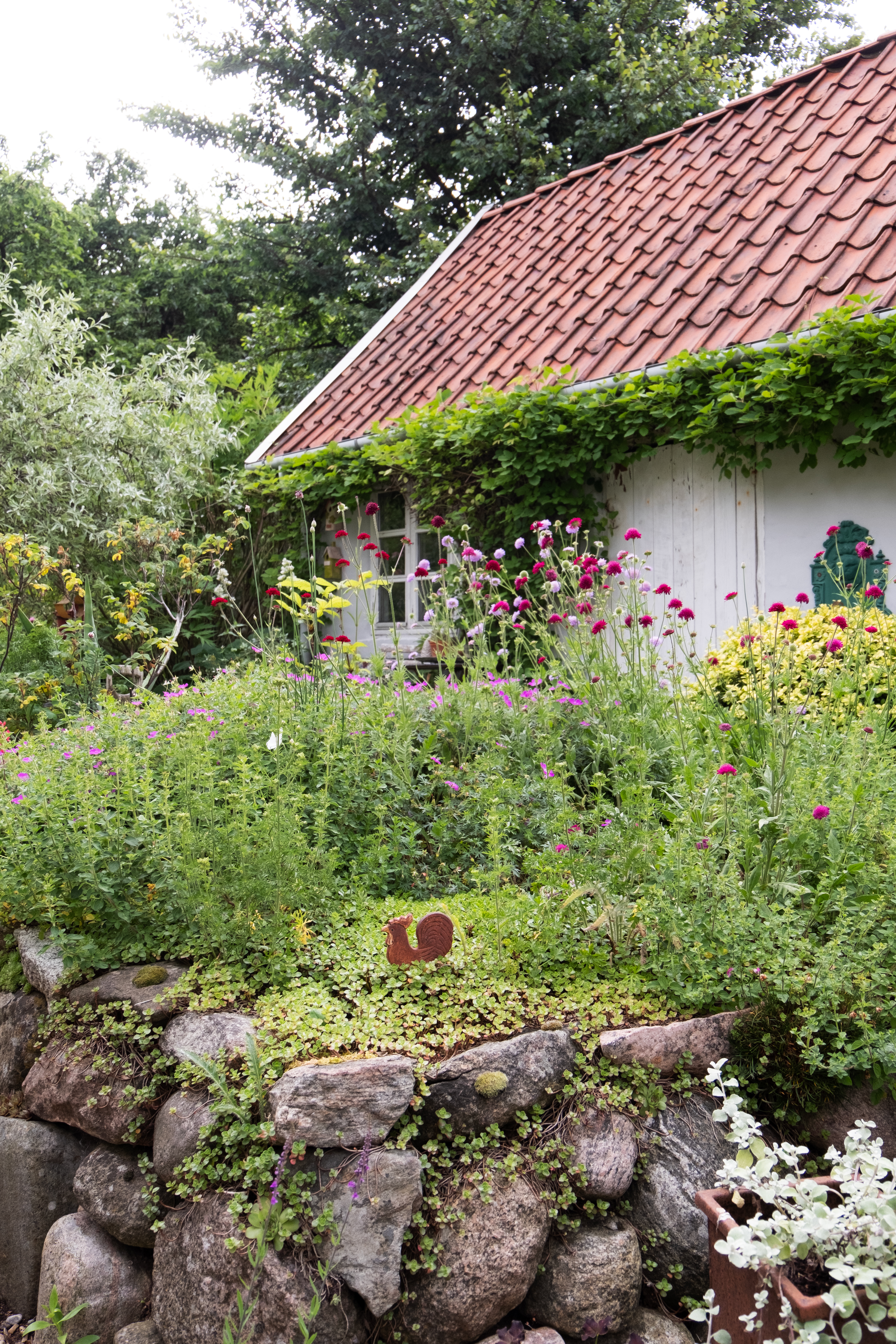 Makedonsk blåhat på stendige. Foto: Mette Krull