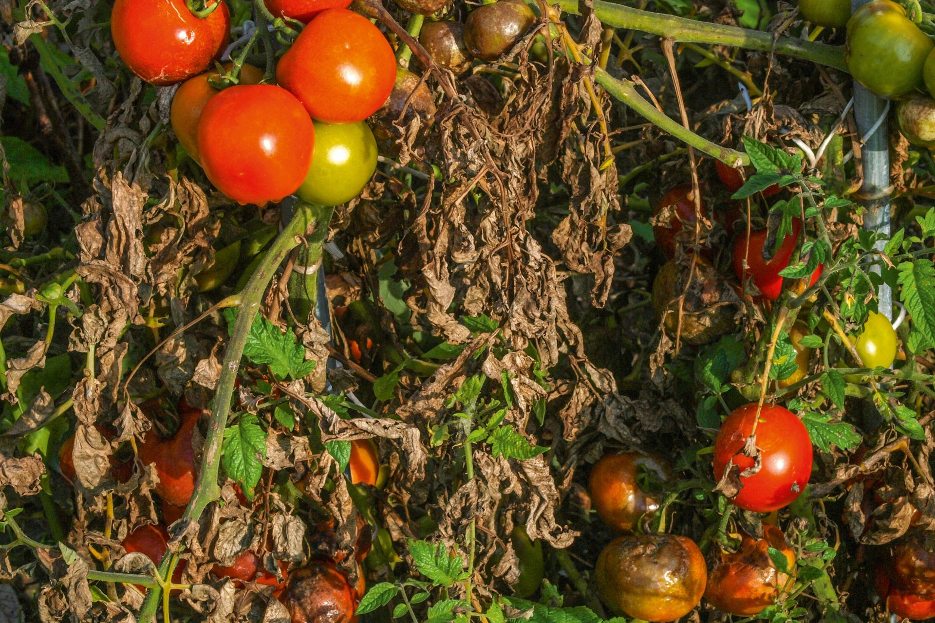 Kartoffelskimmel kan også angribe tomater. Foto: Magnus Gammelgaard