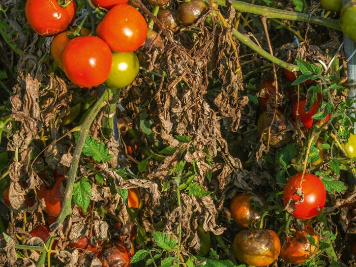 Kartoffelskimmel kan også angribe tomater. Foto: Magnus Gammelgaard