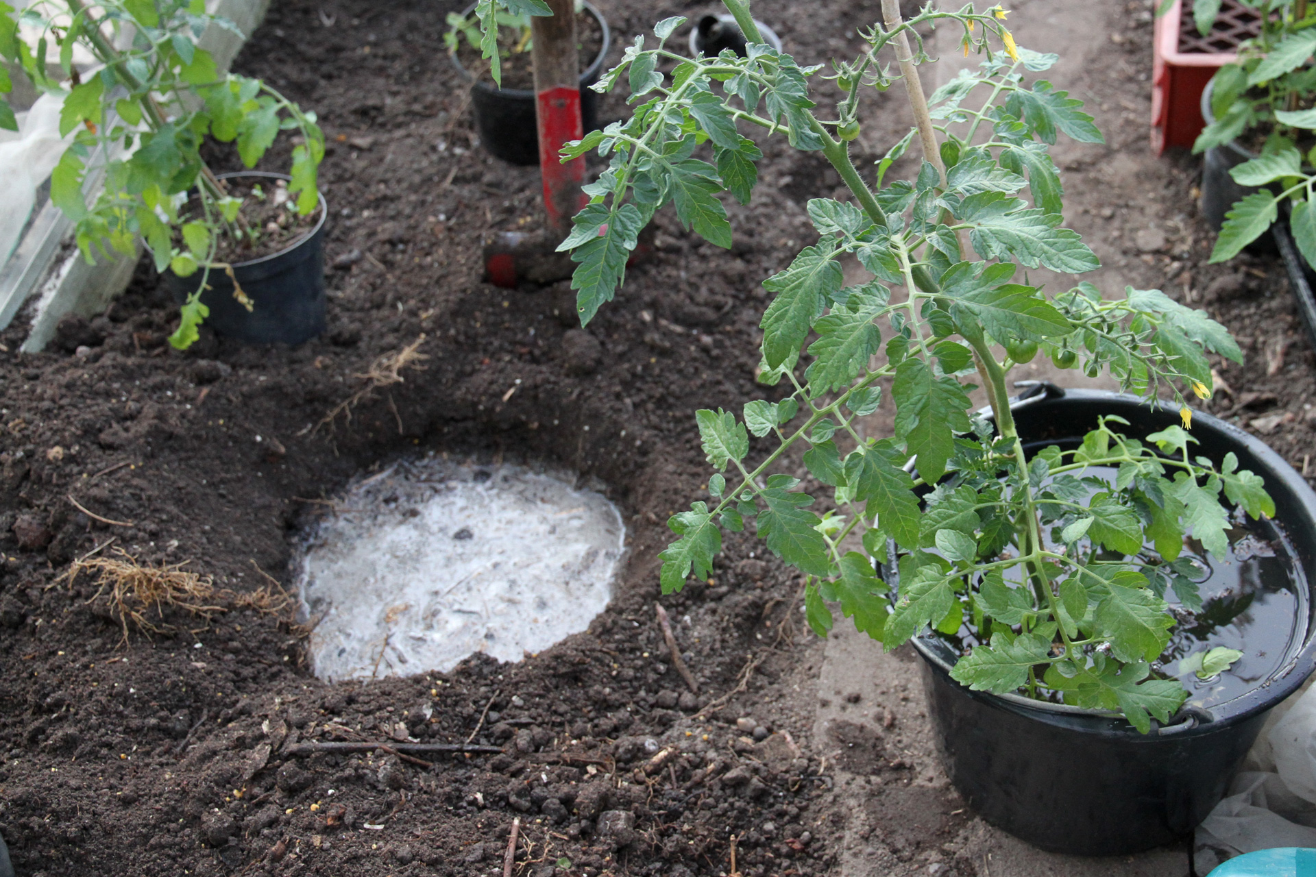Inden tomatplanten plantes sættes den i spand vand, så rodklumpen er helt gennemvåd ved plantning i et godt stort hul, som også er blevet vandet. Foto: Karna Maj