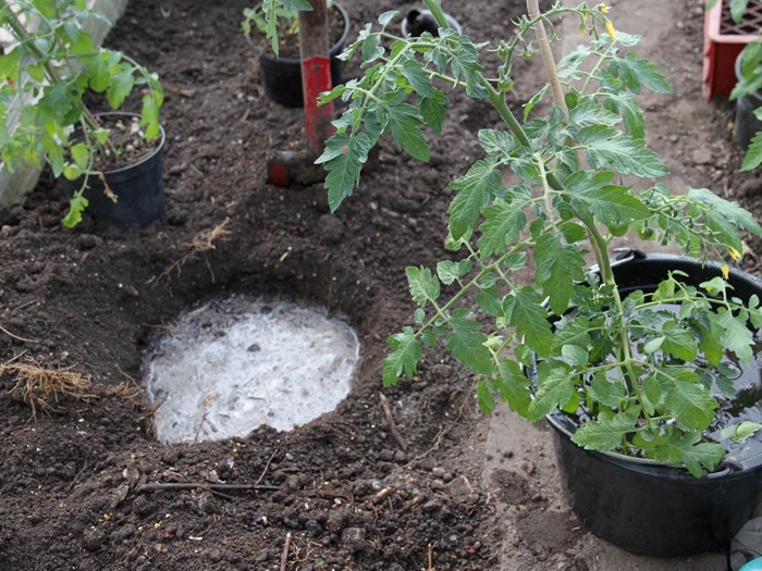 Inden tomatplanten plantes sættes den i spand vand, så rodklumpen er helt gennemvåd ved plantning i et godt stort hul, som også er blevet vandet. Foto: Karna Maj