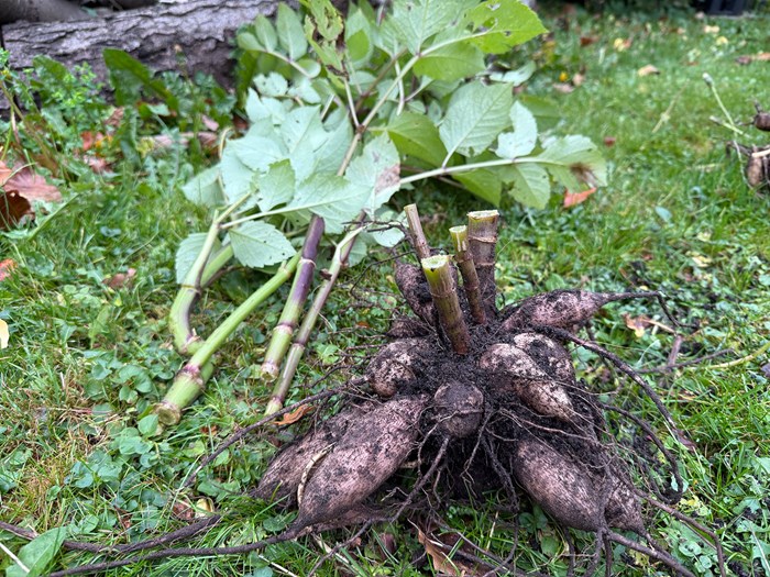 Klip stænglerne på dahlia planten ned. Foto: Haveselskabet