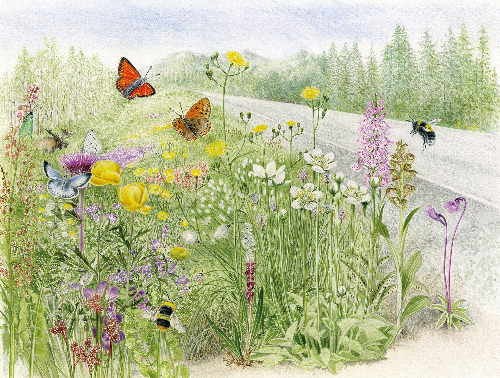 Illustration: Lizzie Harper