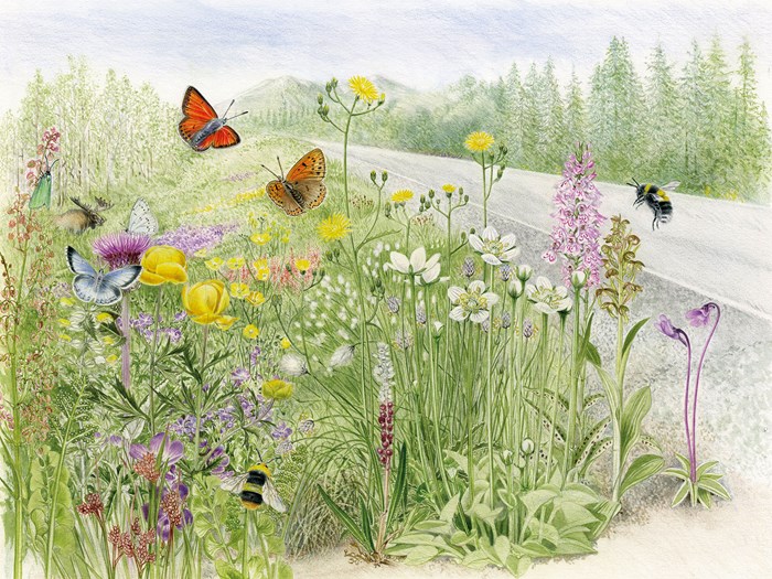 Illustration: Lizzie Harper