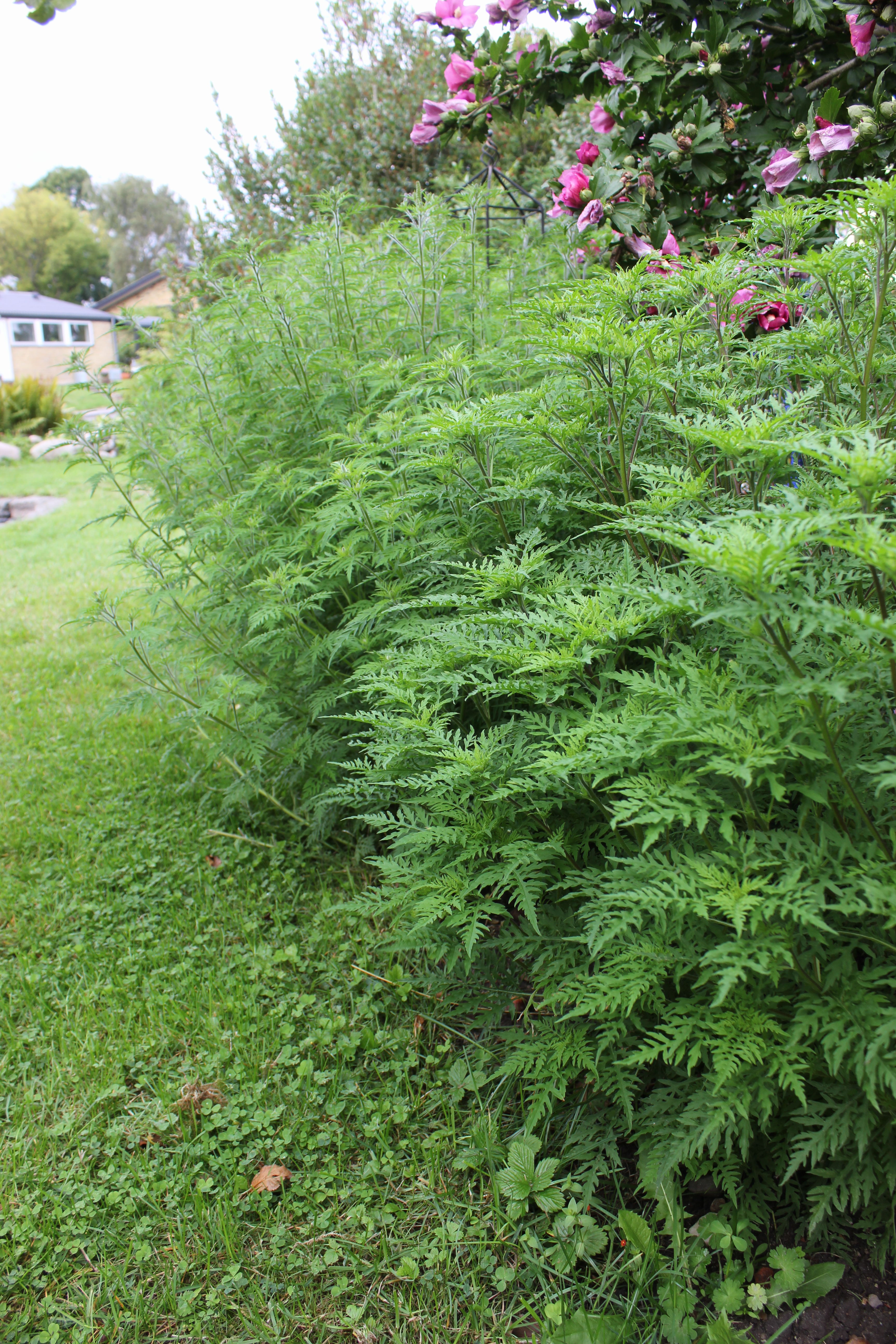 Bynkeambrosie, Ambrosia artemisiifolia. Foto: Kirsten Ebert