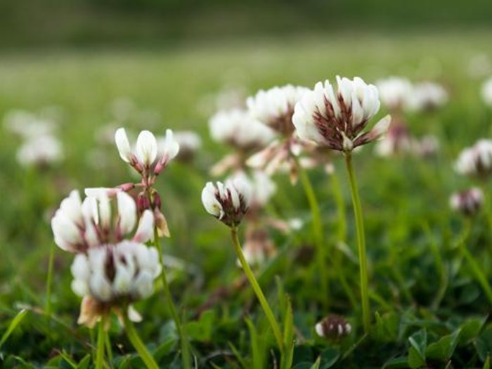 Hvidkløver, Trifolium repens. Foto: Flickr