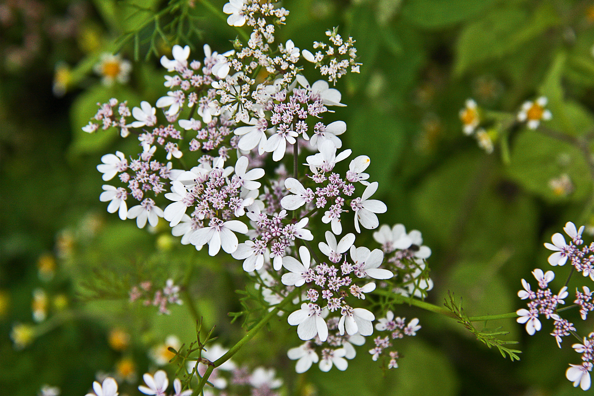 Koriander i blomst. Foto: Lene Tvedegaard