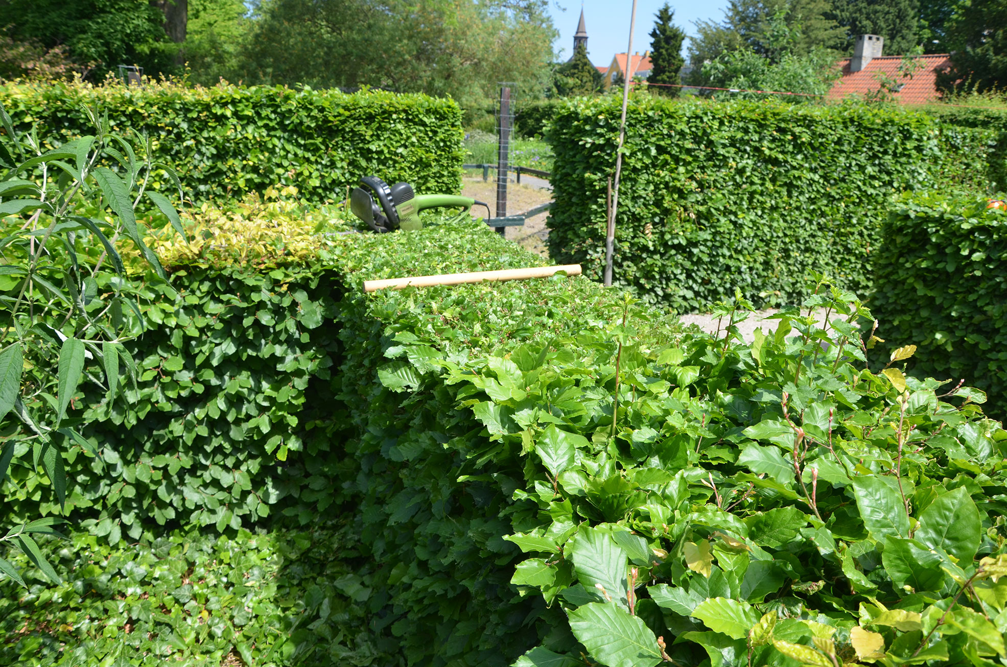 Klipning af bøgehæk. Foto: Haveselskabet