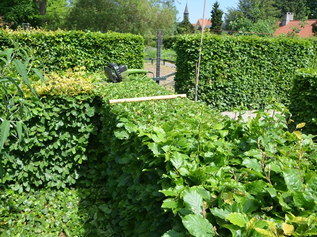 Klipning af bøgehæk. Foto: Haveselskabet